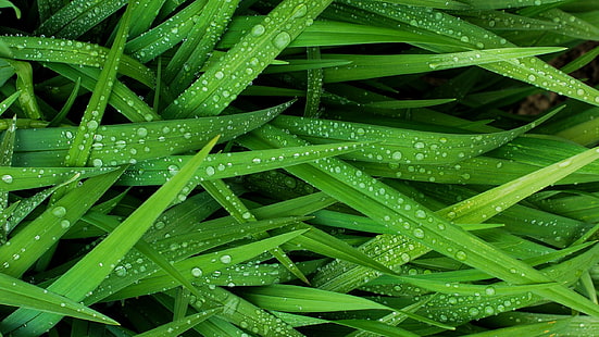 yeşil yapraklı bitki, çimen, yeşil, su, su damlaları, fotoğraf, HD masaüstü duvar kağıdı HD wallpaper