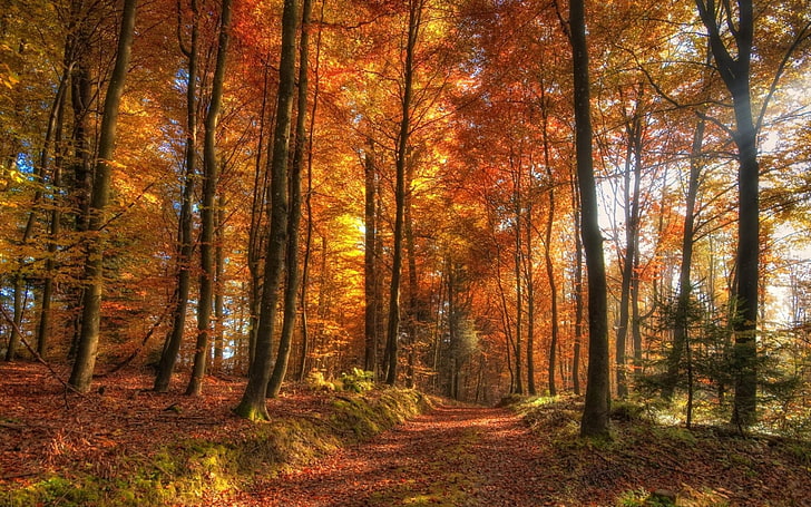automne, forêt, chemin, Fond d'écran HD