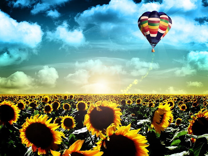 multicolored hot air balloon, field, flight, sunflowers, landscape, life, balloon, sunrise, dawn, HD wallpaper