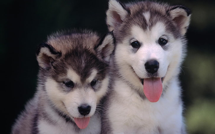 dogs puppies tongue husky 1680x1050  Animals Dogs HD Art , dogs, Puppies, HD wallpaper