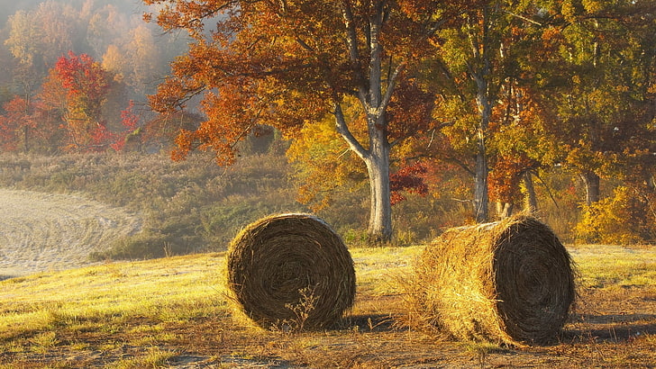 brown rolled hays, hay, bales, agriculture, autumn, field, HD wallpaper