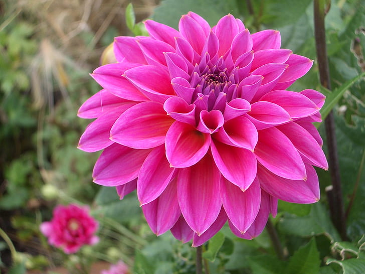 Pink Dahlia Flower Hd Изтегляне на тапет за мобилни устройства 1920 × 1200, HD тапет