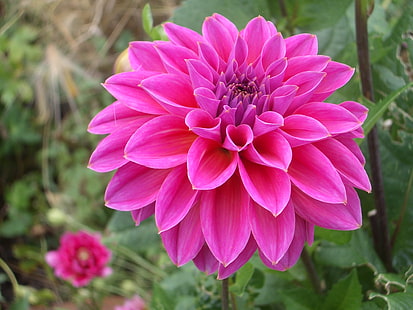 Pink Dahlia Flower Hd Fond d'écran Télécharger Pour Mobile 1920 × 1200, Fond d'écran HD HD wallpaper