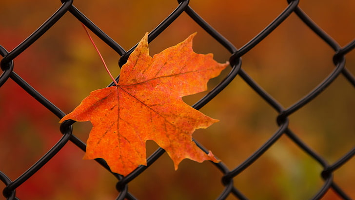 orange maple leaf, nature, leaves, maple leaves, closeup, fence, fall, metal, depth of field, HD wallpaper