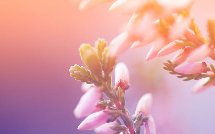 Morning Blossom, pink petaled flower, morning, blossom, flowers, HD wallpaper