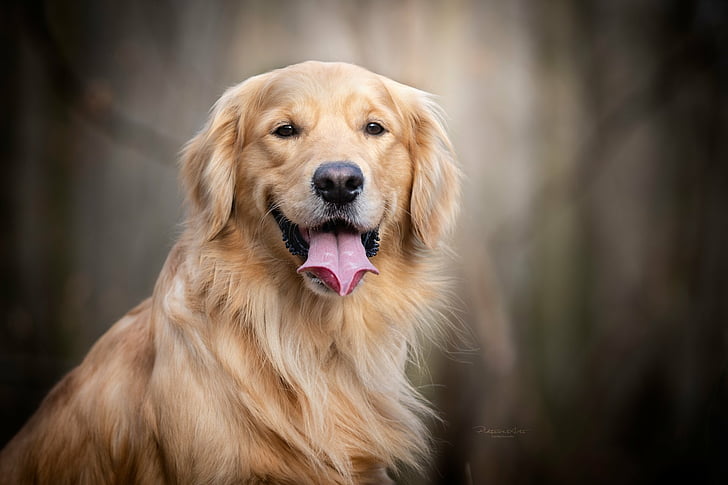 Anjing, Golden Retriever, Dog, Pet, Wallpaper HD