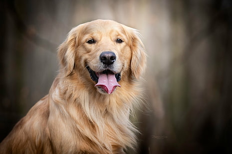 Кучета, златен ретривър, куче, домашен любимец, HD тапет HD wallpaper