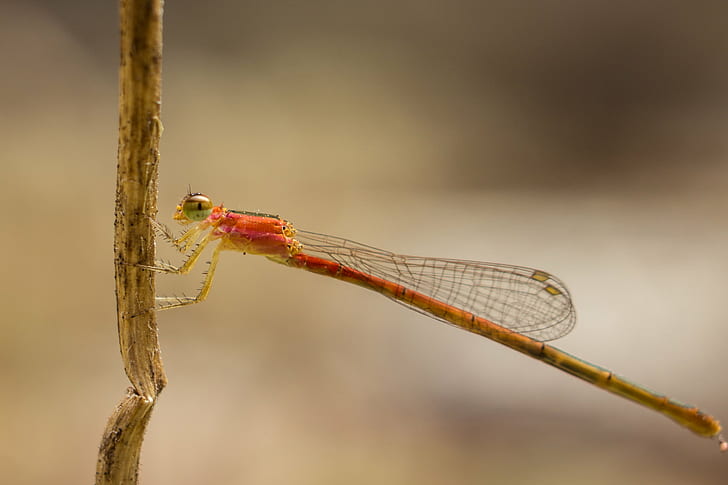 closeup photography of orange damselfly perching on brown stem, damselfly, Damselfly, closeup photography, orange, brown, stem, Odonata, macro, nature, Outdoor, Sony A6000, sel50f18, Extension Tube, close up, dragonfly, insect, animal, close-up, wildlife, HD wallpaper