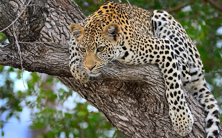 brun och svart gepard, gepard, rovdjur, liggande, stor katt, HD tapet