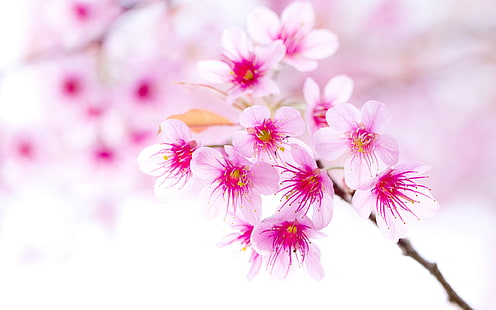 Flores de cerezo de primavera, primer plano de flores de color rosa, flores de cerezo, primavera, cerezo, flores, rosa, flores, Fondo de pantalla HD HD wallpaper
