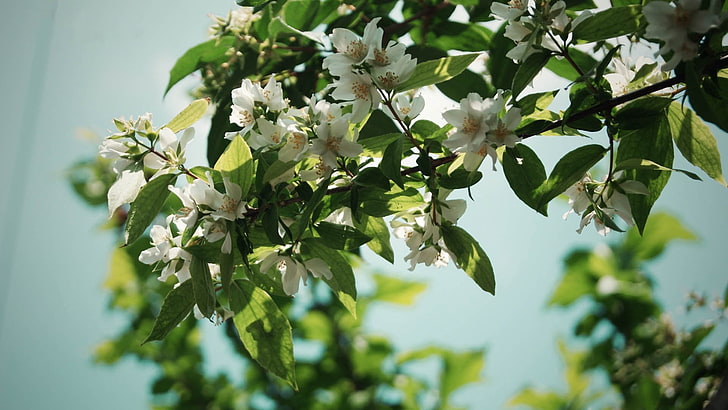 white apple blossoms, flowers, branch, plant, leaf, HD wallpaper