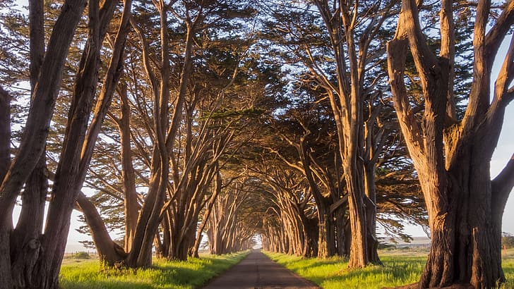 nature, landscape, road, grass, old tree, cypress, Golden Hour, California, USA, HD wallpaper