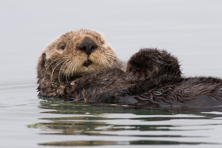 water, Kalan, CA, sea otter, HD wallpaper