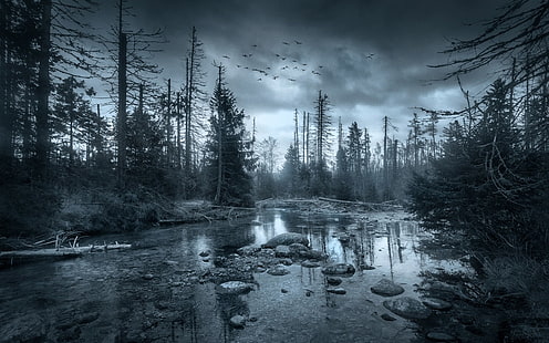 Fotografía en escala de grises de árboles cerca de un cuerpo de agua tranquilo, naturaleza, paisaje, río, bosque, nubes, mañana, pájaros, volando, árboles, oscuro, niebla, Fondo de pantalla HD HD wallpaper