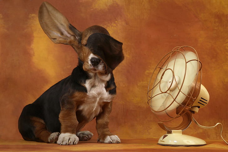 To High!, Basset Hound ไตรรงค์, การถ่ายภาพ, สุนัข, สัตว์, สุนัข, วอลล์เปเปอร์ HD