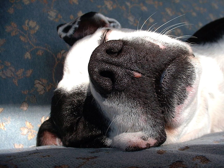 adult black and white American pit bull terrier, dogs, face, nose, sleep, HD wallpaper