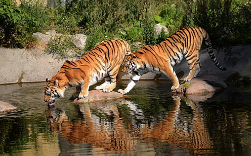 two brown tigers, tiger, animals, water, Bengal tigers, big cats, HD wallpaper HD wallpaper