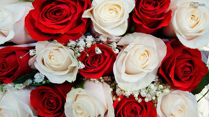 Bonito, branco e vermelho, rosas, rosa, flores, 1920x1080, HD papel de parede