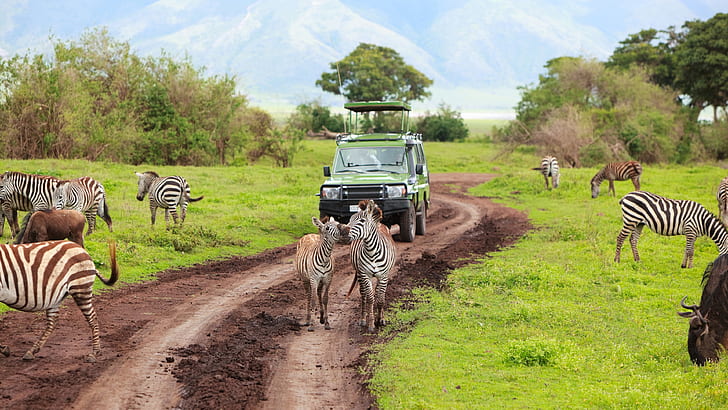 Kenya, Tanzania, safari, zebra, Kenya, Tanzania, Safari, Zebra, HD wallpaper