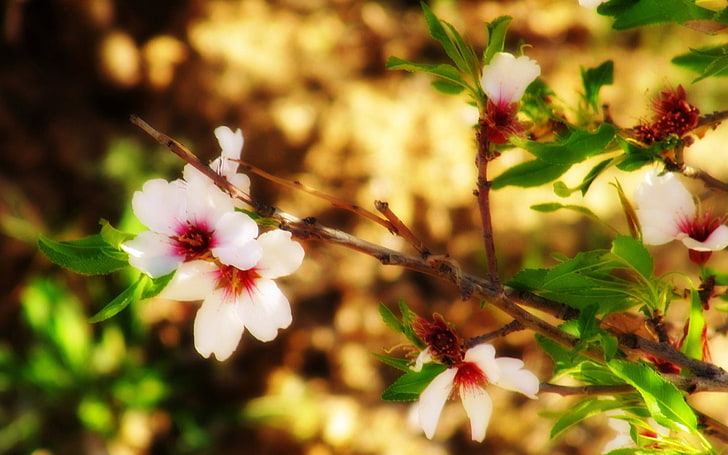 アーモンドの花borujerd-2017 Spring Photo HD Wallp ..、 HDデスクトップの壁紙