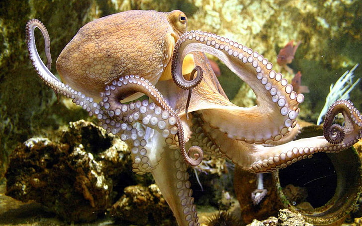 Морски животни Октоподи Wallpaper Hd, HD тапет