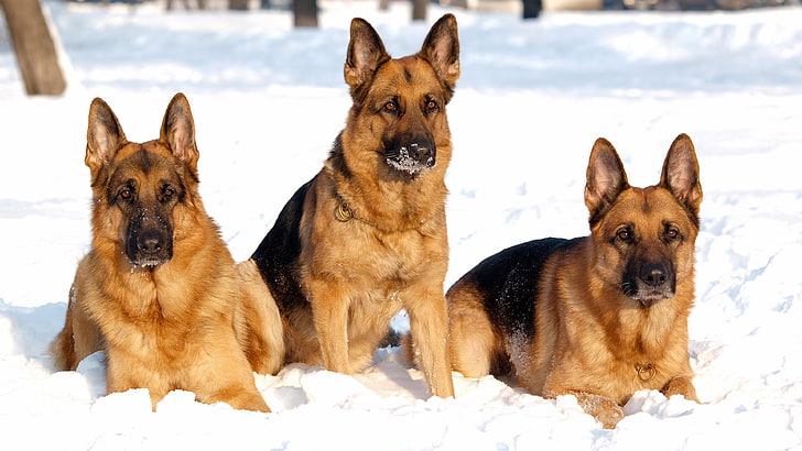 german shepherd dogs in winter time hd, HD wallpaper