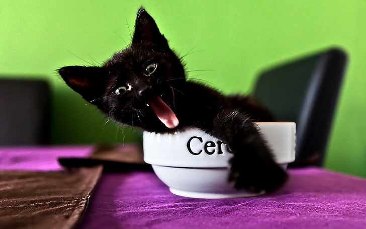black kitten, kitten, utensils, cry, emotions, HD wallpaper