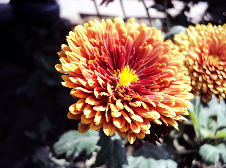 Schöne Blume, orange Mutterblume, Natur, Blumen, orange Blume, gelbe Blumen, schöne Blume, am besten, nur Blume, beste Blume, beauti Blume, HD-Hintergrundbild
