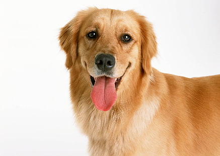 dorosły golden retriever, pies, pies, białe tło, Tapety HD HD wallpaper