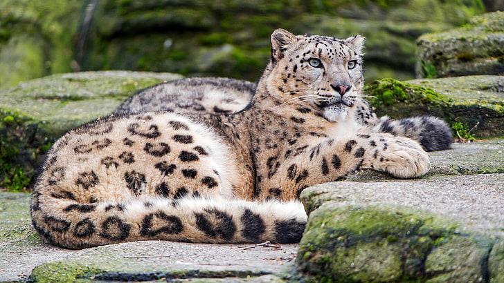 look, cats, nature, pose, stones, snow, lies, snow leopard, bars, wild cats, zoo, spotted, luxury, HD wallpaper