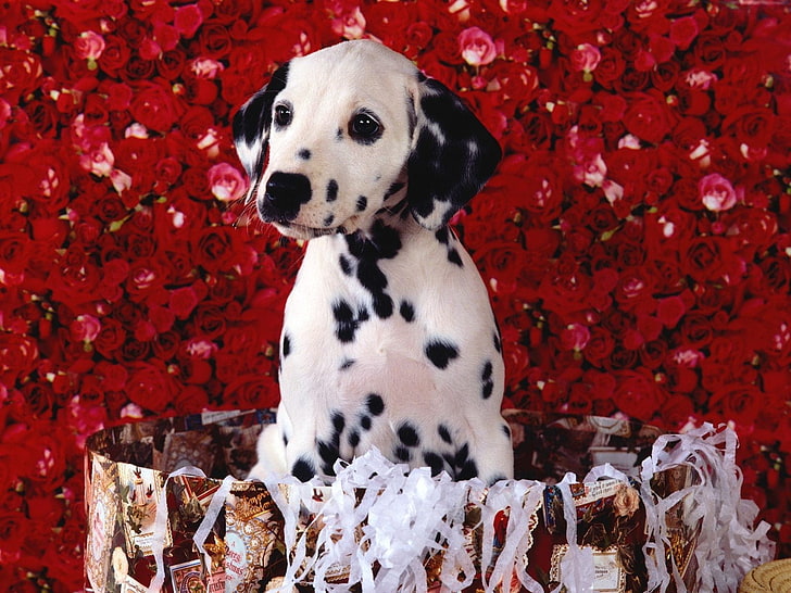 dalmatian puppy, dalmatians, roses, shopping, sitting, puppy, HD wallpaper