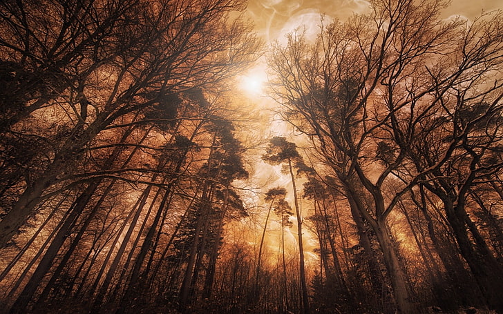 alam, hutan, kabut, pohon, semak, pemandangan, Wallpaper HD