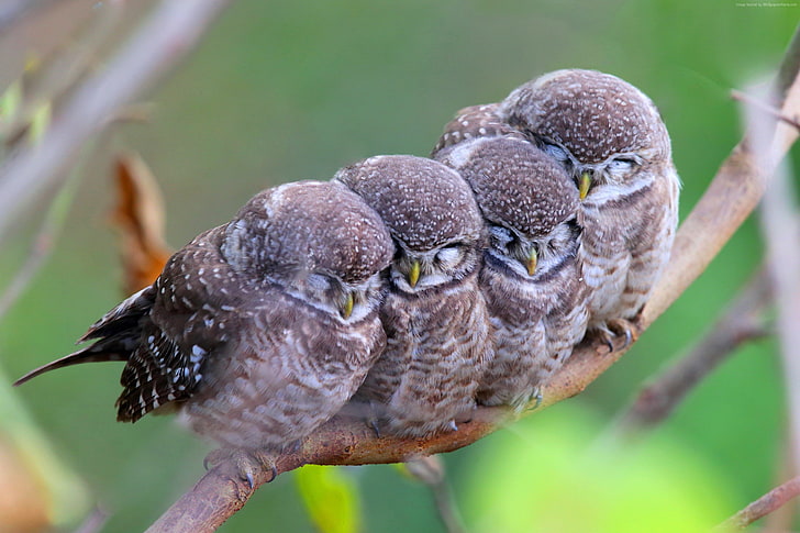Spotted owl, babes, Cute animals, mom, owls, birds, HD wallpaper