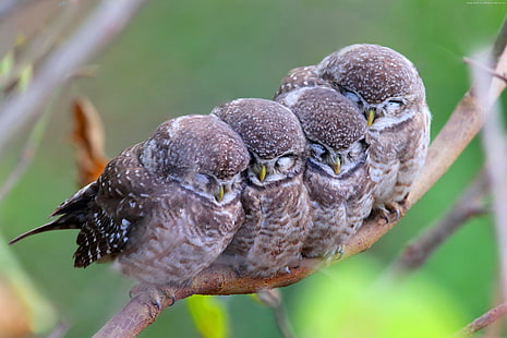 Spotted owl, babes, Cute animals, mom, owls, birds, HD wallpaper HD wallpaper
