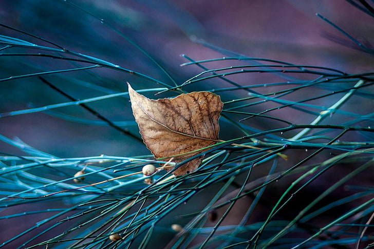 brown leaf, leaf, pine, branch, autumn, fallen, HD wallpaper