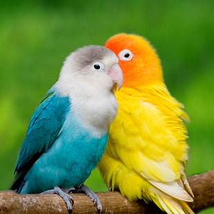 Tier, Liebe Vogel, Liebe Vogel Bilder, Liebe Vögel s, HD-Hintergrundbild HD wallpaper