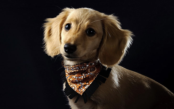 ショートコートの茶色の子犬 子犬 犬 スカーフ スタイル Hdデスクトップの壁紙 Wallpaperbetter