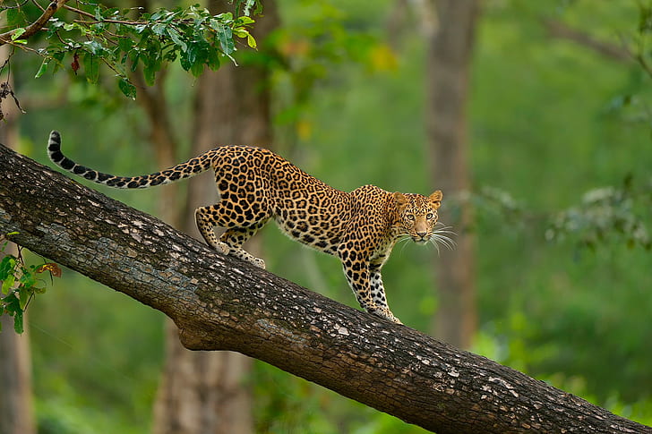 Bunter Leopard auf Baum, brauner Leopard, Tier, Natur, Wildkatze, Baum, Leopard, HD-Hintergrundbild