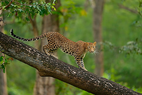 Colorful Leopard on tree, brown leopard, Animal, Nature, wild cat, tree, Leopard, HD wallpaper HD wallpaper