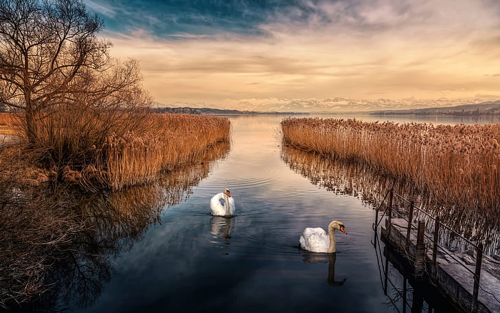 Swan, lake, sky, reeds, dusk, Swan, Lake, Sky, Reeds, Dusk, HD wallpaper