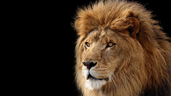 lejon digital tapet, lejon, svart bakgrund, djur, stora katter, HD tapet HD wallpaper