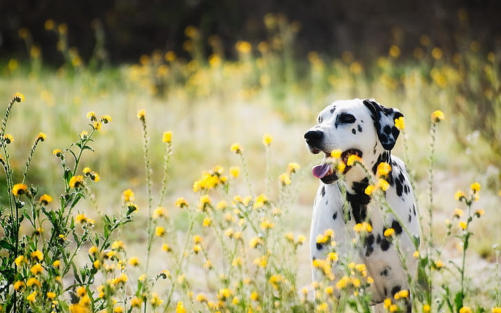 Dalmatiens, chien, fleurs sauvages, Dalmatiens, chien, fleurs sauvages, Fond d'écran HD