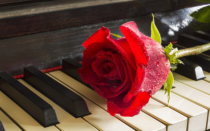 Red Rose Pada Piano Meditasi Musik Santai Desktop Hd Wallpaper Untuk Ponsel Dan Komputer 3840 × 2400, Wallpaper HD