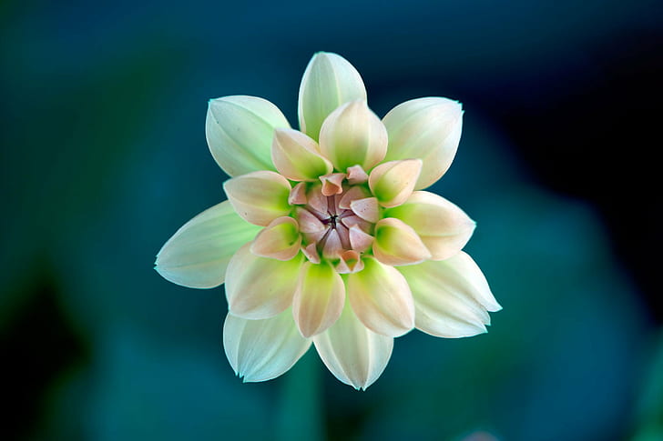 shallow focus photography of white and green flower, Transparency, shallow focus, photography, white, green, Dahlia, Flower, Plant, Nature, NGC, NPC, petal, flower Head, close-up, summer, beauty In Nature, pink Color, HD wallpaper