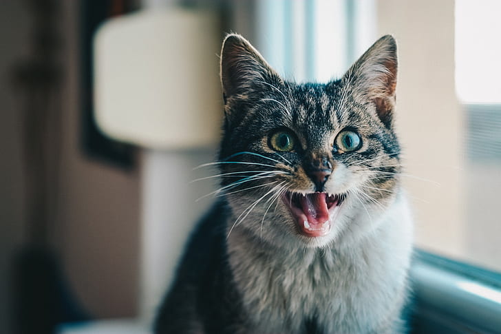 Katze, offener Mund, schreiend, wegschauend, Tier, HD-Hintergrundbild