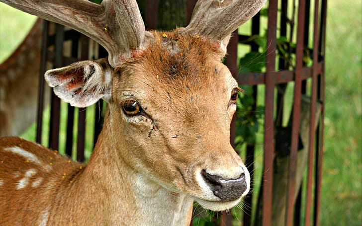 eer, muzzle backgrounds, horns, nose, ears, download 3840x2400 deer, HD wallpaper