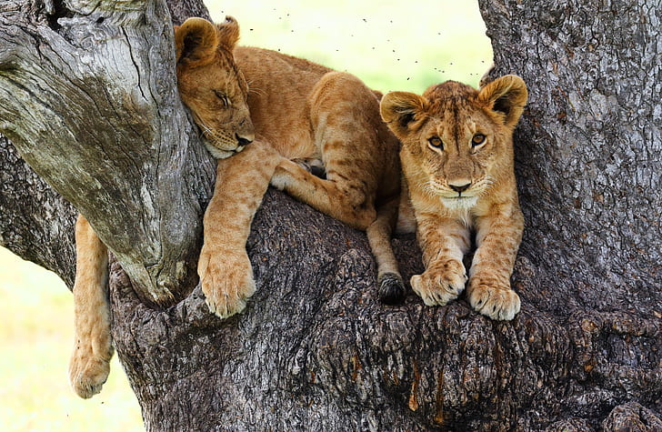 look, cats, pose, background, tree, stay, sleep, paws, sleeping, lies, trunk, bark, kids, wild cats, the cubs, face, lion, mils, midges, two lion, HD wallpaper