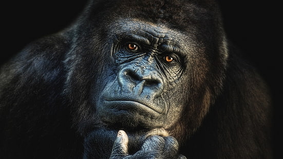 горила, бозайник, западна горила, лице, глава, портрет, дива природа, сухоземно животно, HD тапет HD wallpaper
