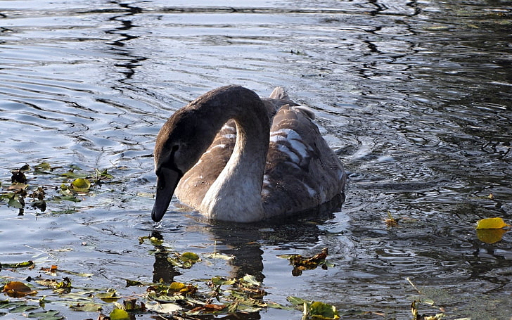 brown and white swan, swan, lake, pond, grass, dirt, bird, HD wallpaper
