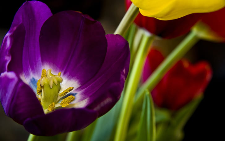 Belle fleur pourpre, belle, fleur, violet, Fond d'écran HD